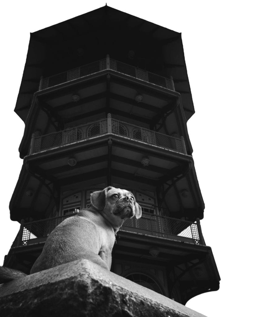 puggle nose baltimore pagoda patterson park
