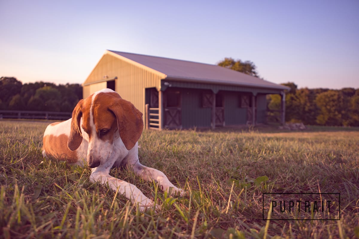 Pet photography Maryland and Pennsylvania