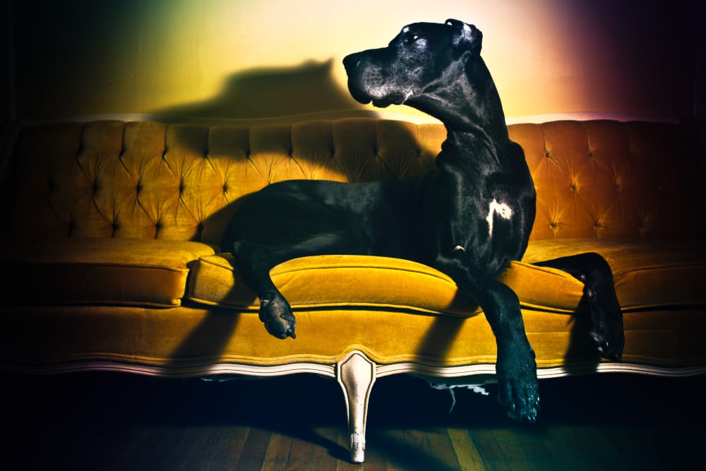 A large black dane dog laying on a couch