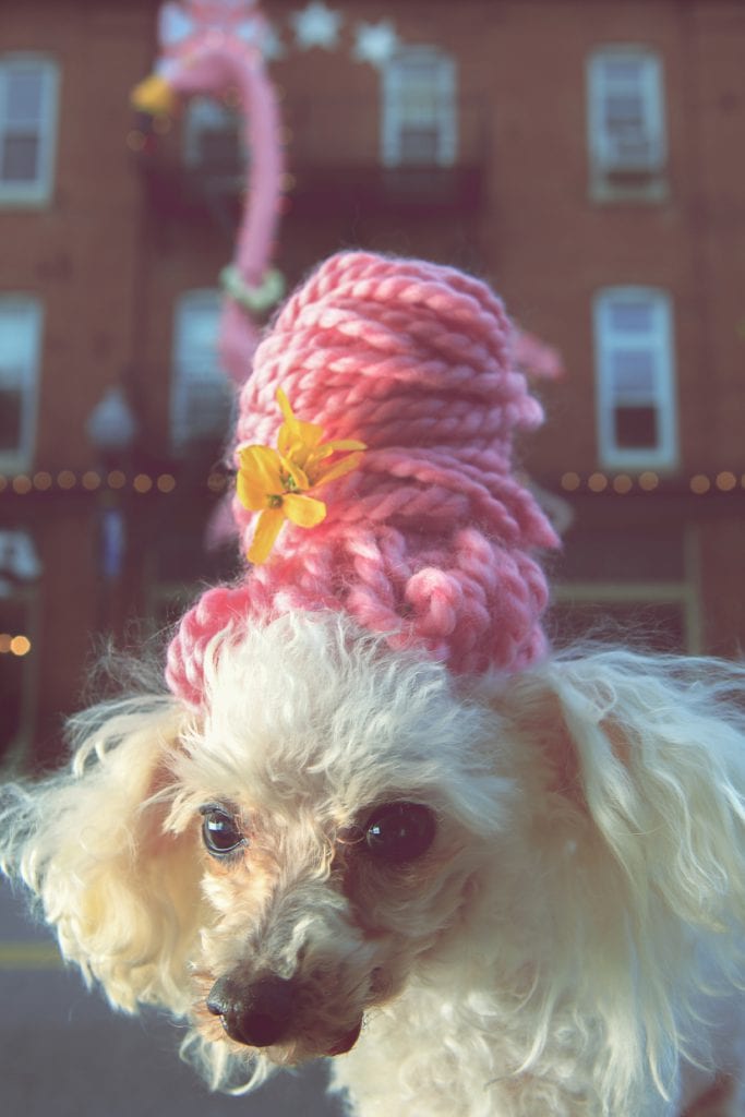 Toy poodle wearing a pink beehive wig
