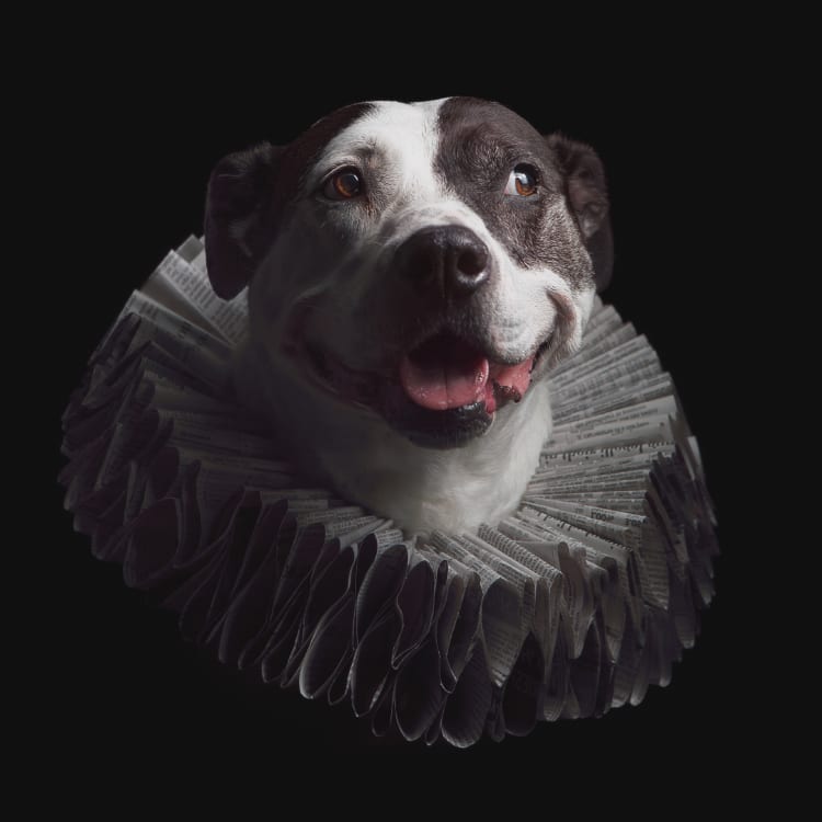 Portrait of a bully breed dog wearing an Elizabethan style ruff colla
