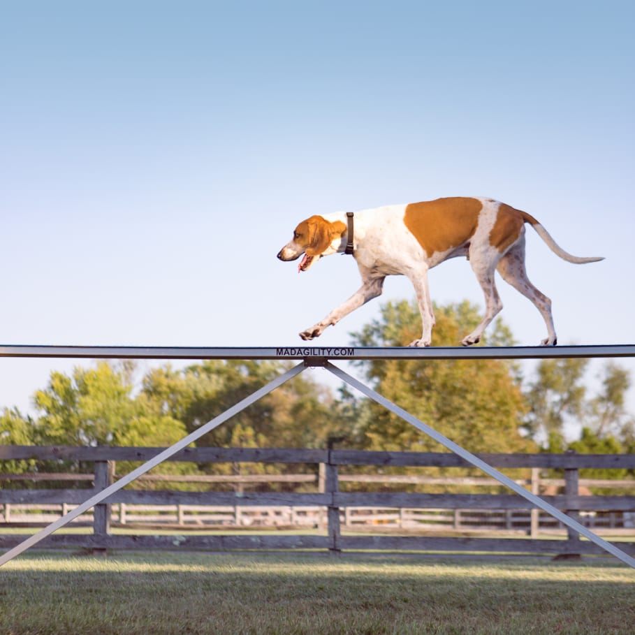 dog agility course portrait with a fox hound on a farm