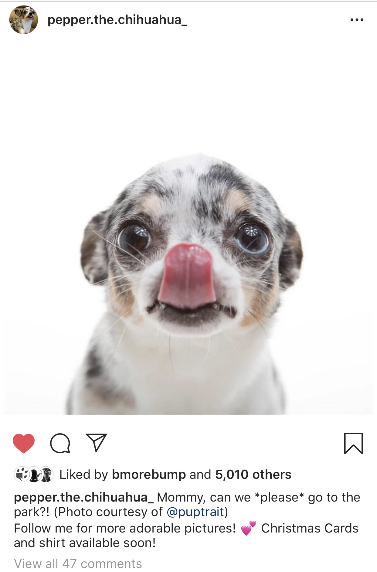Photo of the Puptrait Studio client Pepper the Chihuahua getting Instagram Famous.