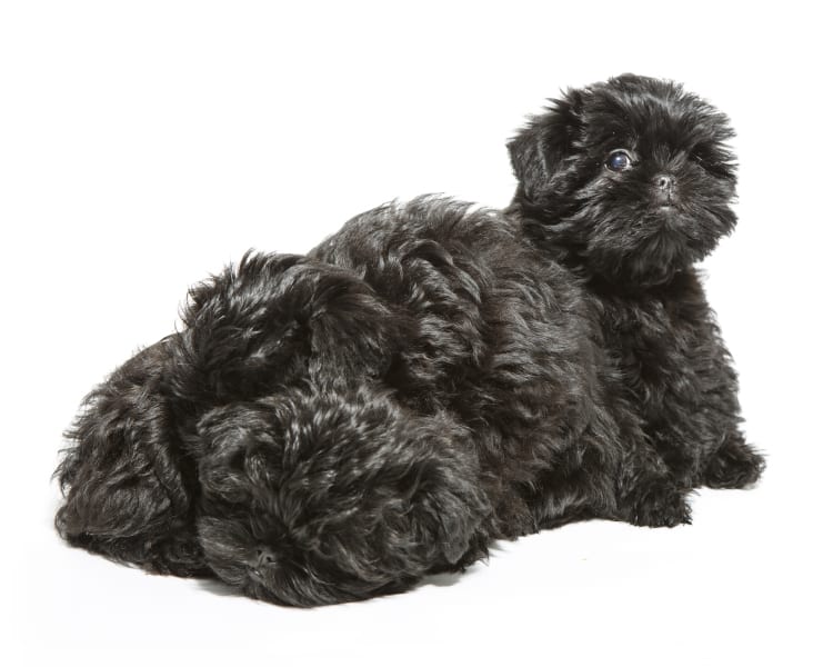 Photo of an adorable pile of cute Affenpinscher puppies arranged in a way that they look like a single dog.