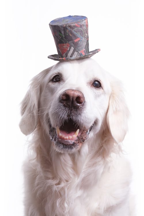 Photo of a cute and smiley English Golden Retriever wearing a colorful top hat made from newspaper clippings.
