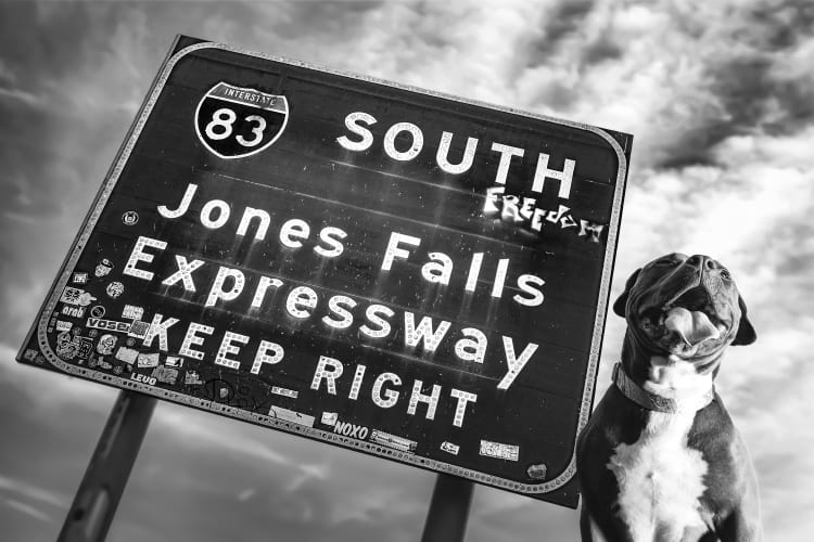 Photo of a smiling pit bull dog next to the highway sign for the Jones Falls Expressway in Hampden located on Falls Road near the Hampden Skate Park and the dog friendly Puptrait Studio.