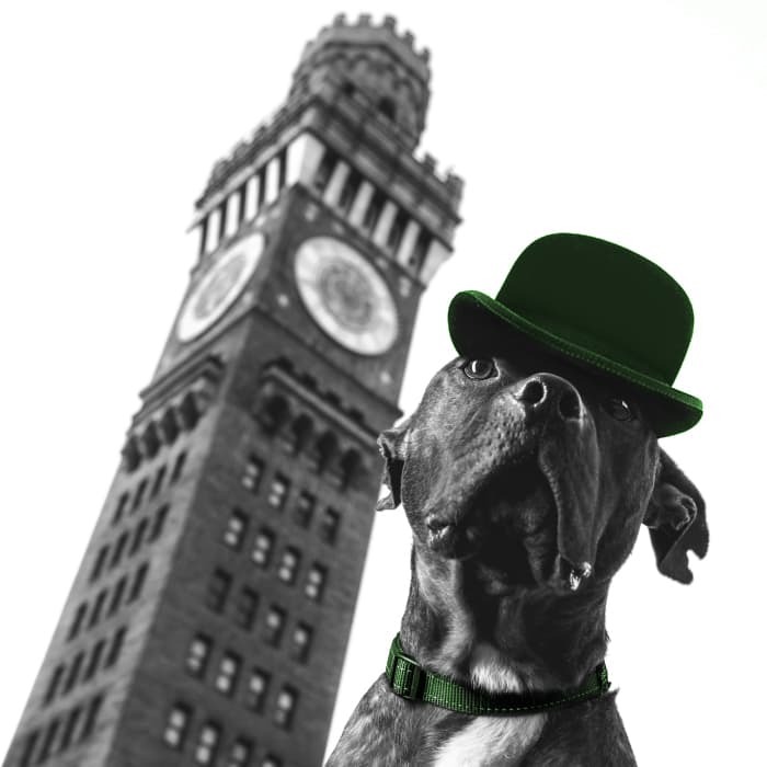 A photo of a St. Patrick's Day dog costume. Bully puppy photo of a cute American Pit Bull dog celebrating St. Paddy's Day wearing a green derby / bowler cap and green dog collar in celebration of Ireland.