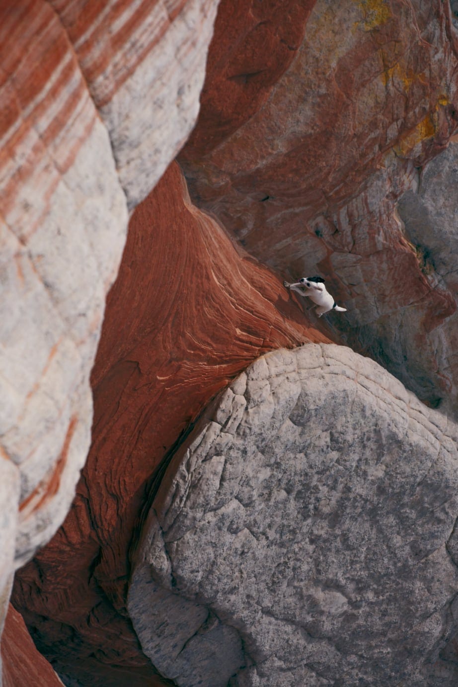 Picture of a dog running up the Worm next to White Pocket near Vermilion Cliffs National Park