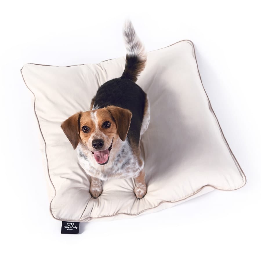Commercial pet product photo of a dog on a bed from Keetsa mattress.