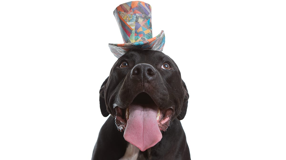 Studio portrait of a cute black pit bull wearing a colorful top hat with their long pink tongue sticking out
