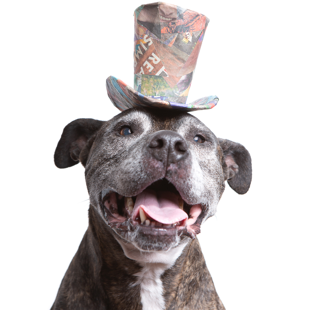 Studio pet portrait of a senior dog wearing a colorful tophat