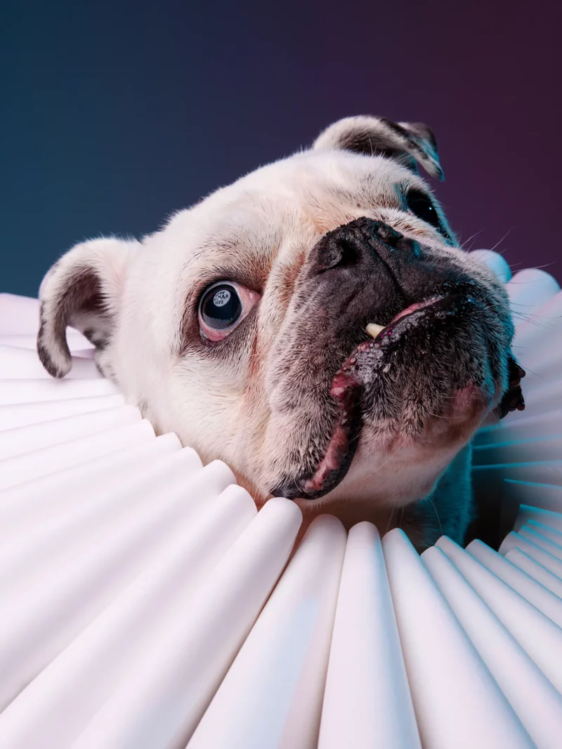 Portrait of an English Bulldog wearing an oversized ruff collar photographed at Puptrait, a dog friendly photography studio located in Baltimore, Maryland